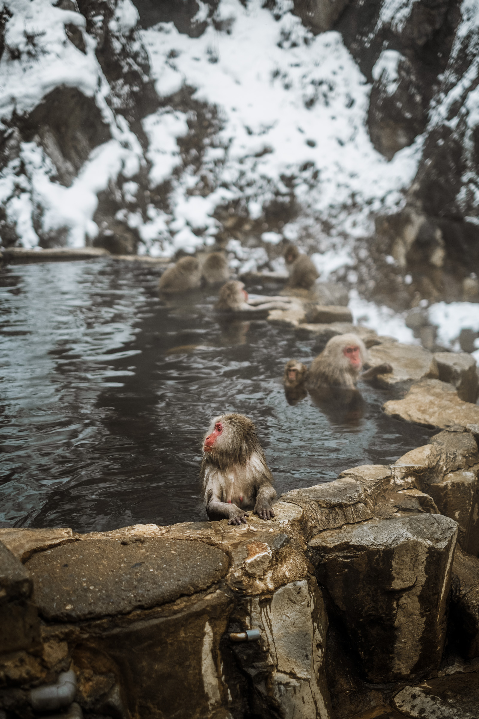 A group of Japanese macaques relaxing in a hot spring surrounded by snow-covered rocks, with steam rising from the water.