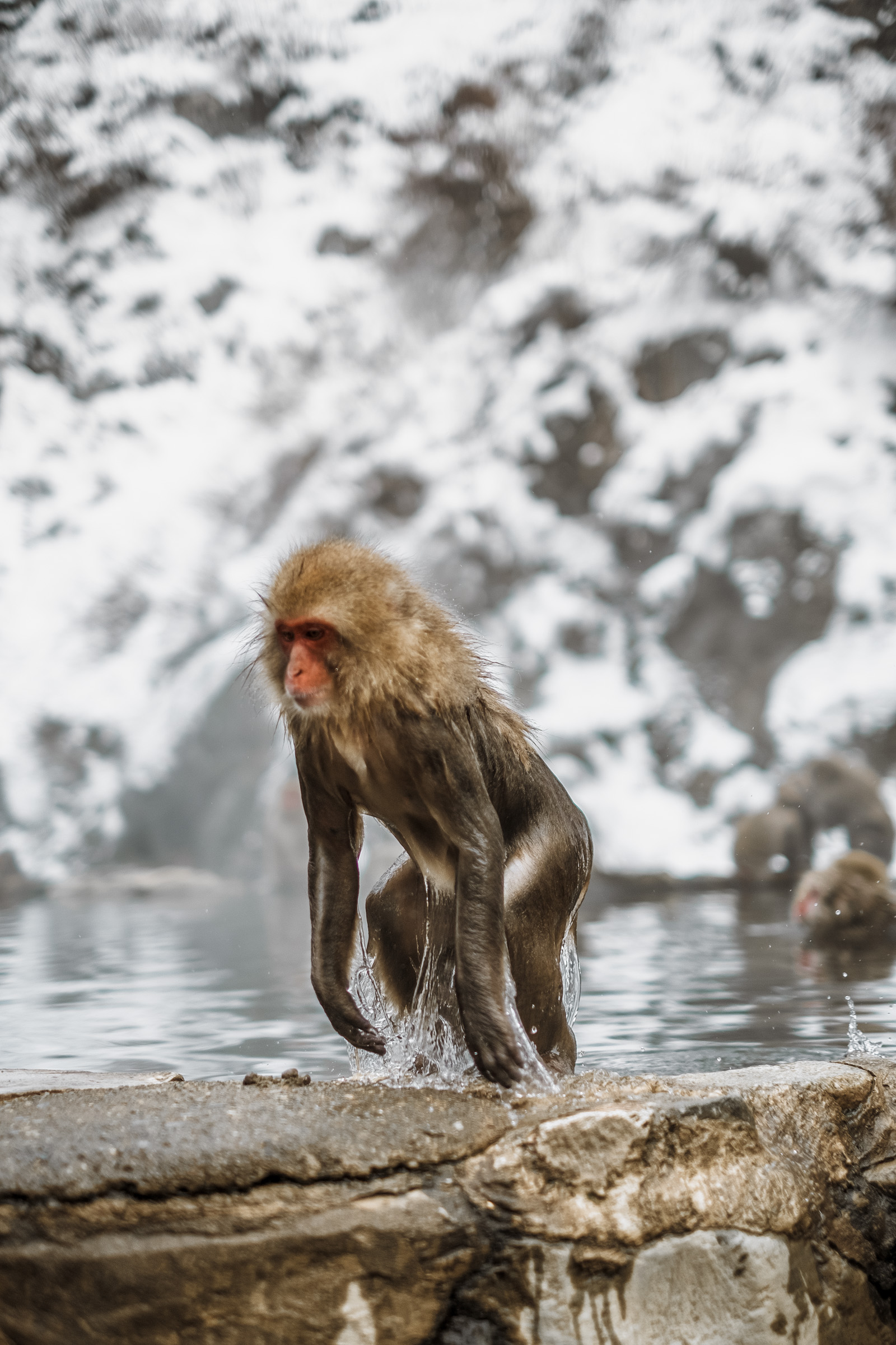A Japanese macaque standing in a hot spring, water splashing around its legs, with snow-covered rocks in the background.