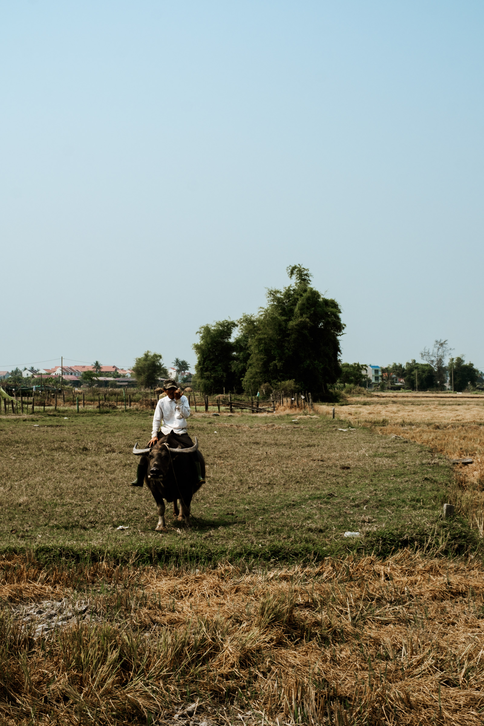 A person riding a water buffalo in a rural landscape with green fields and a clear blue sky.